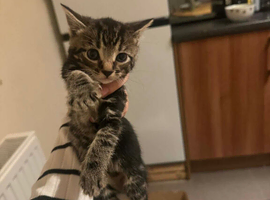 Beautiful Tabby boy