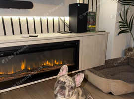 Lilac Merle Frenchie Boy &ndash; 8 Months &ndash; Kid Friendly