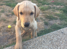 Gorgeous Labrador Puppy