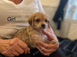 Poochi babies rare chihuahua x toy poodle puppies