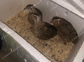 japanese couternix quails