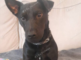 PATTERDALE TERRIER for sale