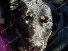 German shepherd