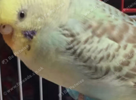 Beautiful rainbow female