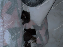 1 tabby, 2 tuxedos,1 full black kittens.