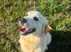 Gorgeous Female Golden Retriever for Sale