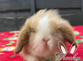 Stunning Mini Lion Lop Boys