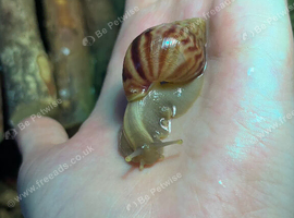 1 wild type giant African land snail (COLLECTION ONLY)
