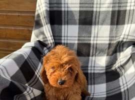 Stunning F1 cavapoos ready now !