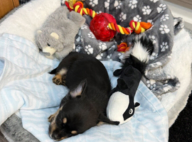 Max needs a home