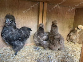 A quartet of silkie chickens
