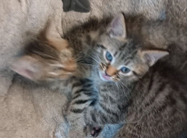 Beautiful tabby kitten