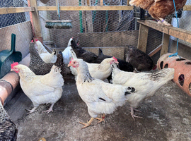Chickens for sale