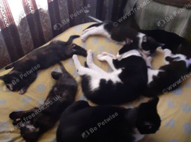 mother and 4 kittens
