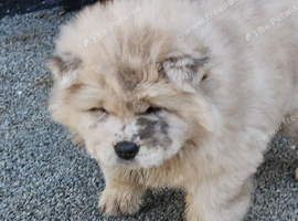 Chow chow merle puppy girl