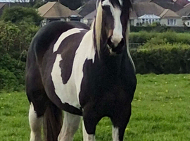 3 yr old Tobiano Thoroughbred x black and white cob Mare