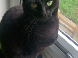 black cat for sale