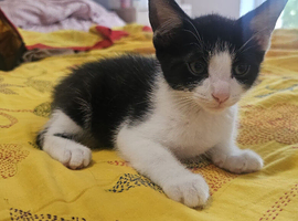 Male kitten