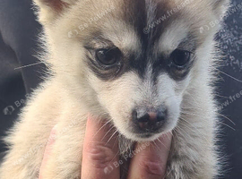 Pomskies for sale