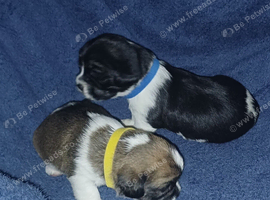 Last boy and girl puppy available from 7. Small breed