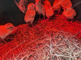 White pheasant chicks