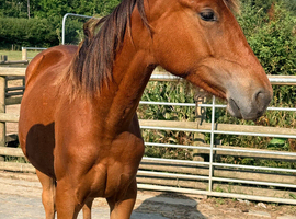 Gorgeous kind and inquisitive ISH filly 16hh+