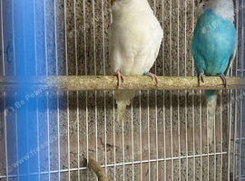 Budgie pairs