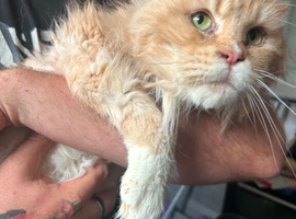 Maine Coon Cream Female