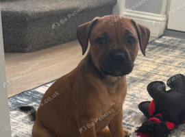 Puppy for sale