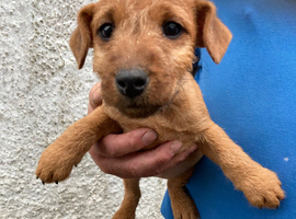 Lakeland terrier pups