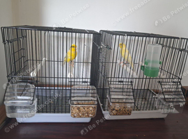 Birds and cages