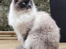 Pure ragdoll