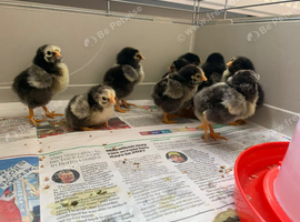 Silver laced Wyandotte bantams