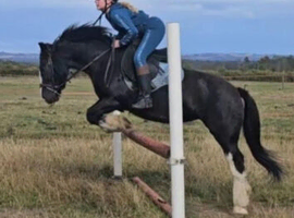 13.2 Allrounder cob for sale