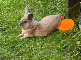 1 year old lion lop buck