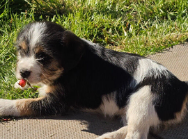 Beagle x dachsund puppies