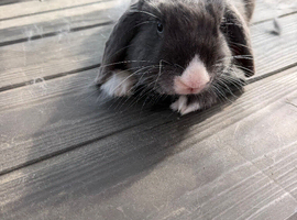 Mini lop/french lop