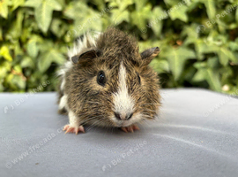 13 week old female piggy