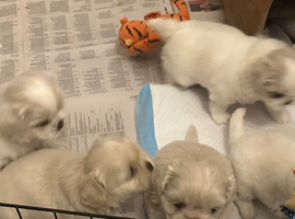 Five Beautiful White Imperial / Tea- Cup Shih Tzu&rsquo;s