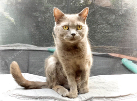 1 Year Old BSH Female Family Friendly