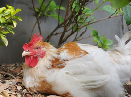 Large Poulette de Bresse x Jersey Giant chickens