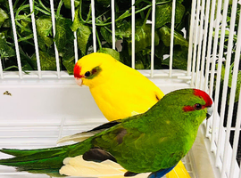 Very beautiful Kakriki for sale
