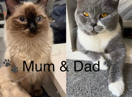 Ragdoll x British Shorthair Kittens