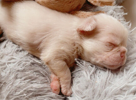 Full fluffy pink French bulldogs pet price