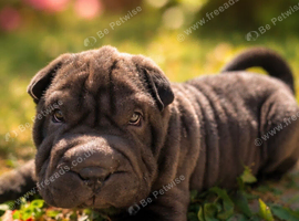 Beautiful shar pei boy ready for his new home