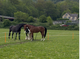 Stricking 17 h thoroughbred gelding