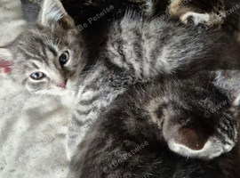 Blue mix Persian kittens