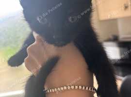 Kittens for sale