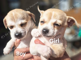 Beautiful Chihuahua