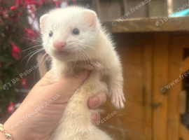 Ferret